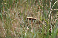 paddenstoel#(20210803)