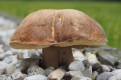 paddenstoel#(20210813)b