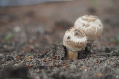 paddenstoel#(20210813)a