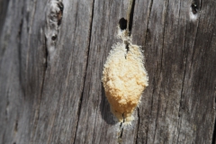 heksenboter#(20210815) paddenstoelen