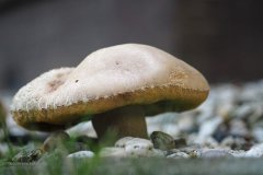 paddenstoel#(20190828)a