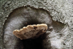 dunne weerschijnzwam#(20230828) edese bos