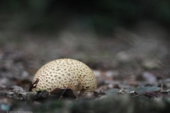 aardappelbovist#(20230828)a