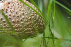 aardappelbovist#(20230828)c