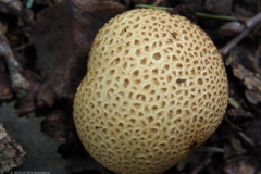 aardappelbovist#(20230828)b