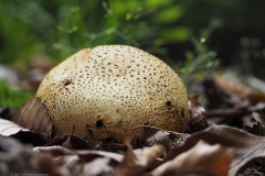 aardappelbovist#(20210830)