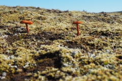 fopzwam#(20220901) paddenstoelen