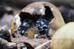 aardappelbovist#(20200905)a