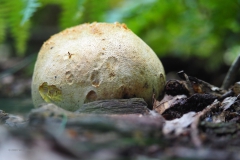 aardappelbovist#(20200905)