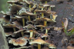 gewone zwavelkop#(20210922)a