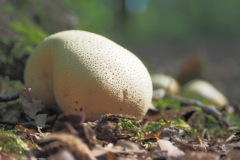 aardappelbovist#(20210922)