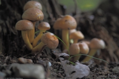 gewone zwavelkop#(20210922)b