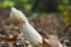 grote stinkzwam#(20171007)b