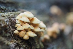 paddenstoel#(20190927)e