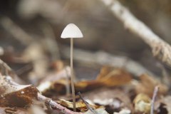 mycena#(20190927)a