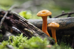 valse hanenkam#(20220928)b