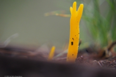 koraalzwam#(20220928)b