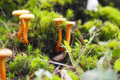 valse hanenkam#(20220928)a