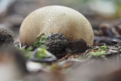 aardappelbovist#(20230930)