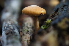 dennenvlamhoed#(20230930)a