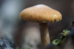 dennenvlamhoed#(20230930)aa