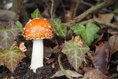 vliegenzwam#(20191002)