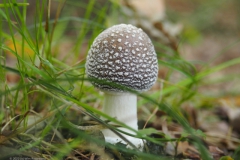 panteramaniet#(20221004)