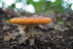 vliegenzwam#24b(20221004)