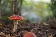 vliegenzwam#24a(20221004)