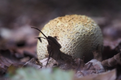 aardappelbovist#(20241004)a