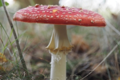 vliegenzwam#24c(20221004)