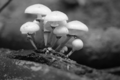 porseleinzwam#(20231004)zw