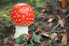 vliegenzwam#(20191005)