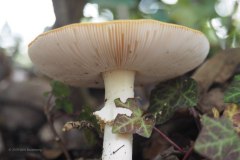 vliegenzwam#(20191005)b