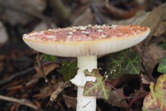 vliegenzwam#(20191005)a