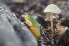 mycena#(20241007)a