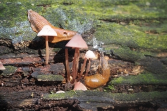 grote bloedsteelmycena#(20241007)