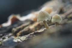 mycena#(20241007)b