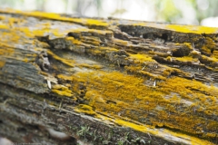 trentepohlia#(20221008)b