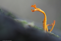 koraalzwam#(20221008)