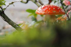 vliegenzwam#(20191008)a, zie ook paddenstoel#(20191008)a