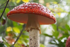 vliegenzwam#(20191008)b