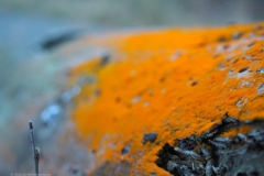 trentepohlia#(20221008)a