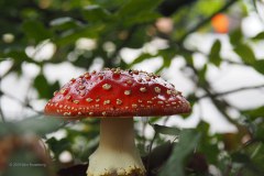 vliegenzwam#(20191008)c