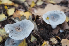 berijpte russula#(20221008)c