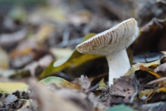 berijpte russula#(20221008)b