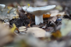 berijpte russula#(20221008)a