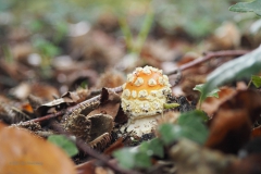 vliegenzwam#(20201010) 001