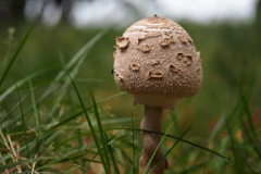 grote parasolzwam#(20231009)a