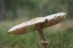 grote parasolzwam#(20231009)b